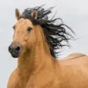 zanegame
