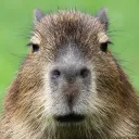 fazecapybara130 avatar