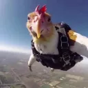 pollo_insano77 avatar