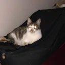 taconewaccount