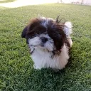 genaruski2012 avatar