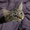 sadakii