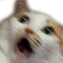 amir_d8d