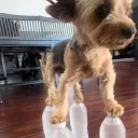 vodkalacothat avatar