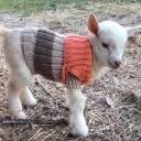 busy_lamb_71461