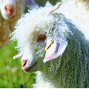 avatar Bobs The Bobster ☪ 🦞