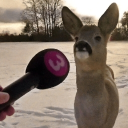 avatar Bob the bobster 🦞🦌