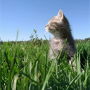 yuki