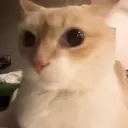 toritori8