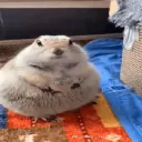 bosslekko