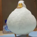 itsduckies1.0