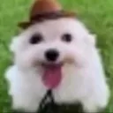 vx_freshxv_62973 avatar