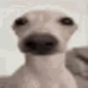 armaprimo avatar