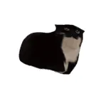 thetruecatyt avatar