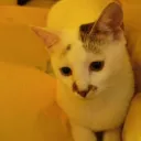 destroyerprovmax
