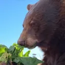 ᗷᘿᗩᖇ🐻's Avatar