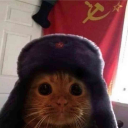 Kot