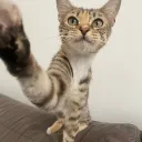selfiecat2