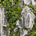 moss090624