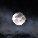 avatar Gaurangi devi dasi