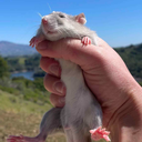 Jameson rat | Shapes, Inc