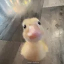 thedonyeeper