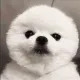 puppy66po