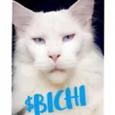 bichibluecat