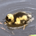 mr.duck___