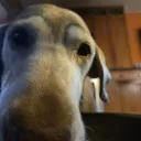 im.no.parrot