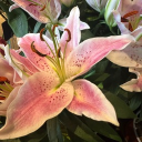 avatar ZadeMeadowsWife