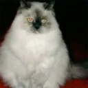 smallcatytt