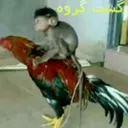 4v1g.
