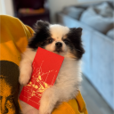 avatar ᴮᴼᴮᴮʸ