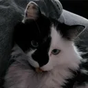 mochiebean_