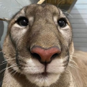 avatar Undesignated Buffoon