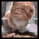 Аватар sigmatoiuh_10997