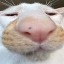 ackermanfromtemu avatar