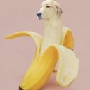 banana2150909