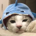 .sharkzz.