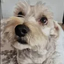 silveresmiperro19_36556 avatar