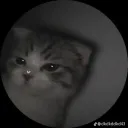 cat_777ty