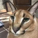 floppa_enlatado avatar