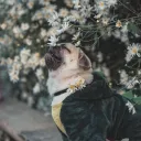 elpapupug avatar