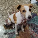 chaitanya0_069