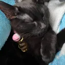 the_ultimate_gato