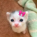 avatar 爱 𝘿𝙚𝙖𝙙 𝙐𝙨𝙚𝙧