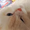 ifif_fifi