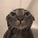 penguin_sigma