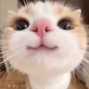 salmonsmash